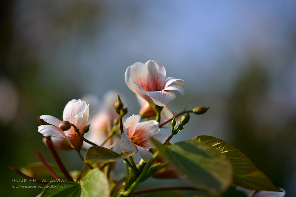 DSC_4020.jpg