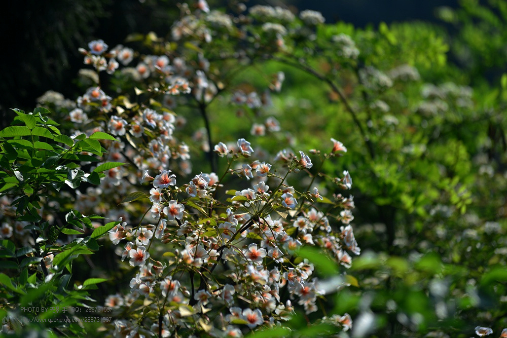 DSC_4022.jpg