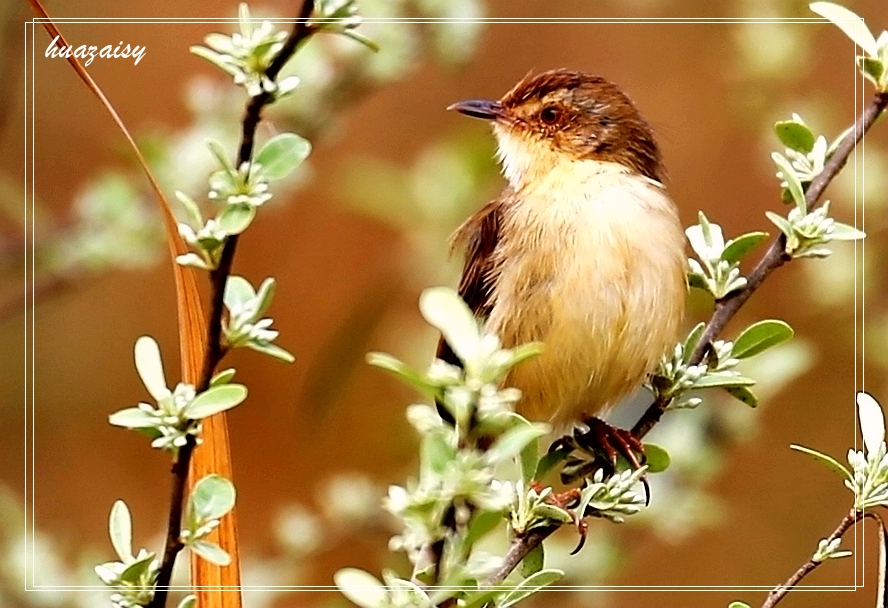 嘉陵江畔 金丝雀