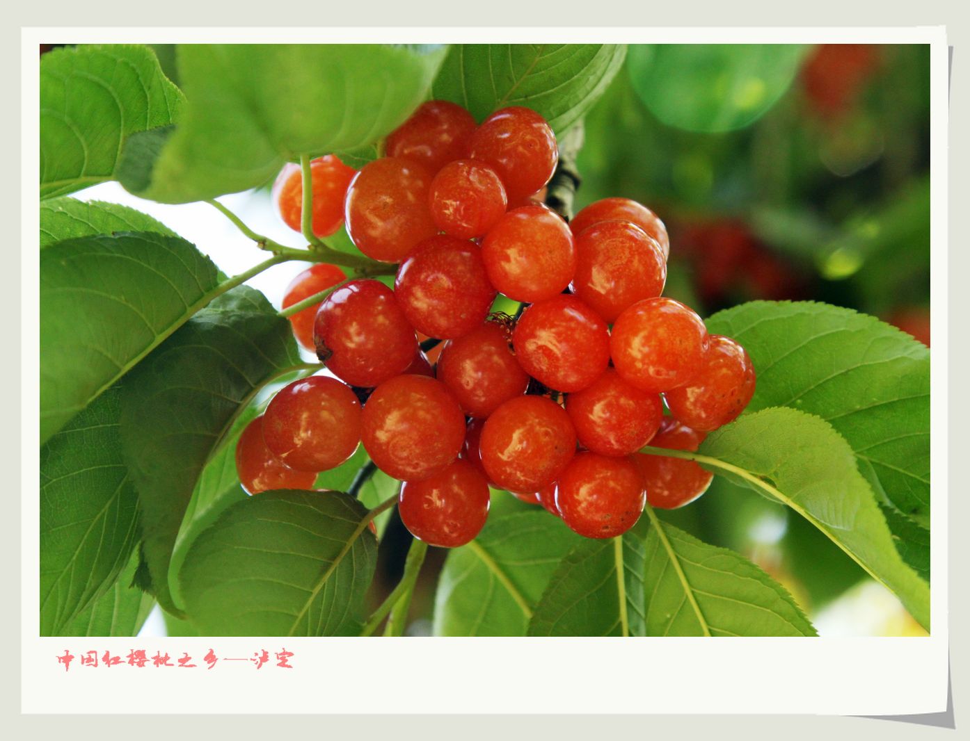 中国红樱桃之乡——泸定