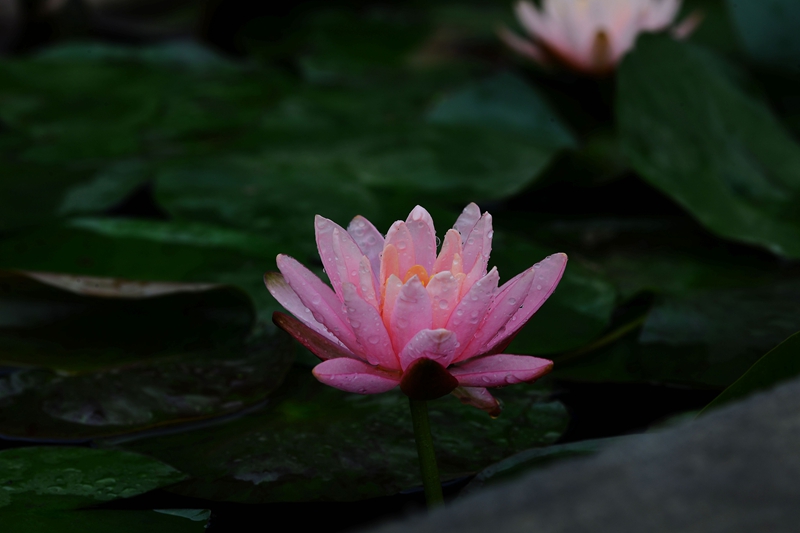 DSC_6823.JPG
