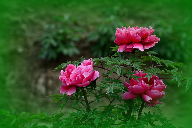 DSC_5990.JPG