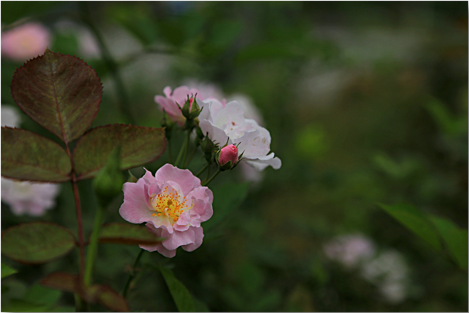 Ƭ 068.jpg
