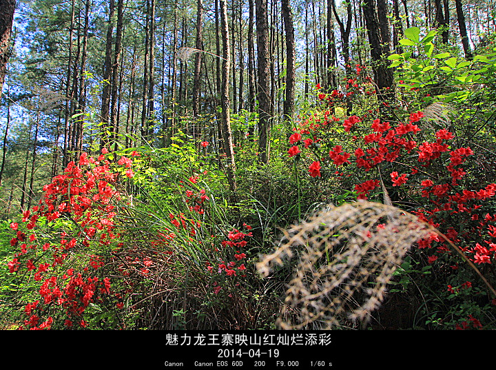 IMG_8603_.jpg