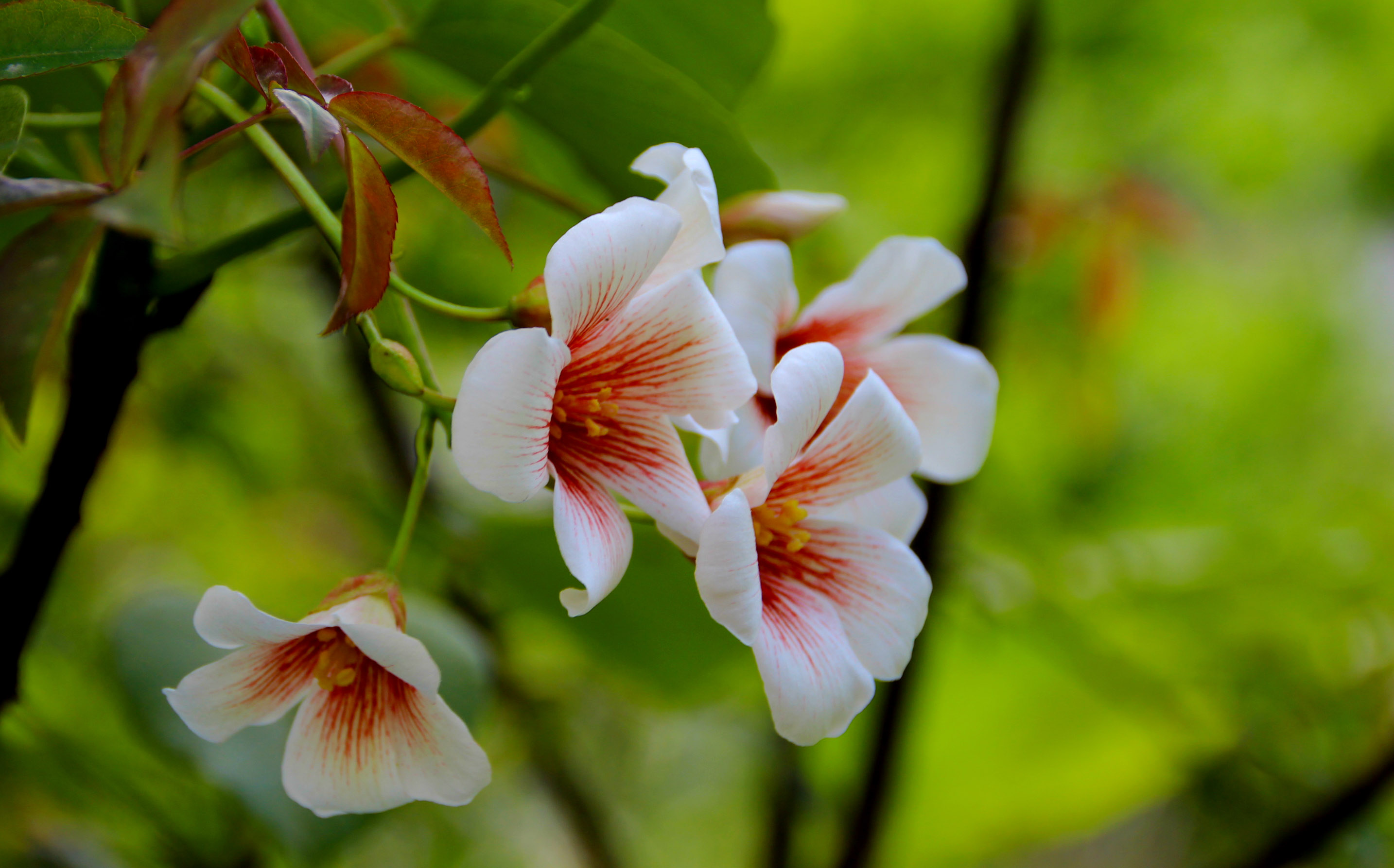 三月桐子花图片