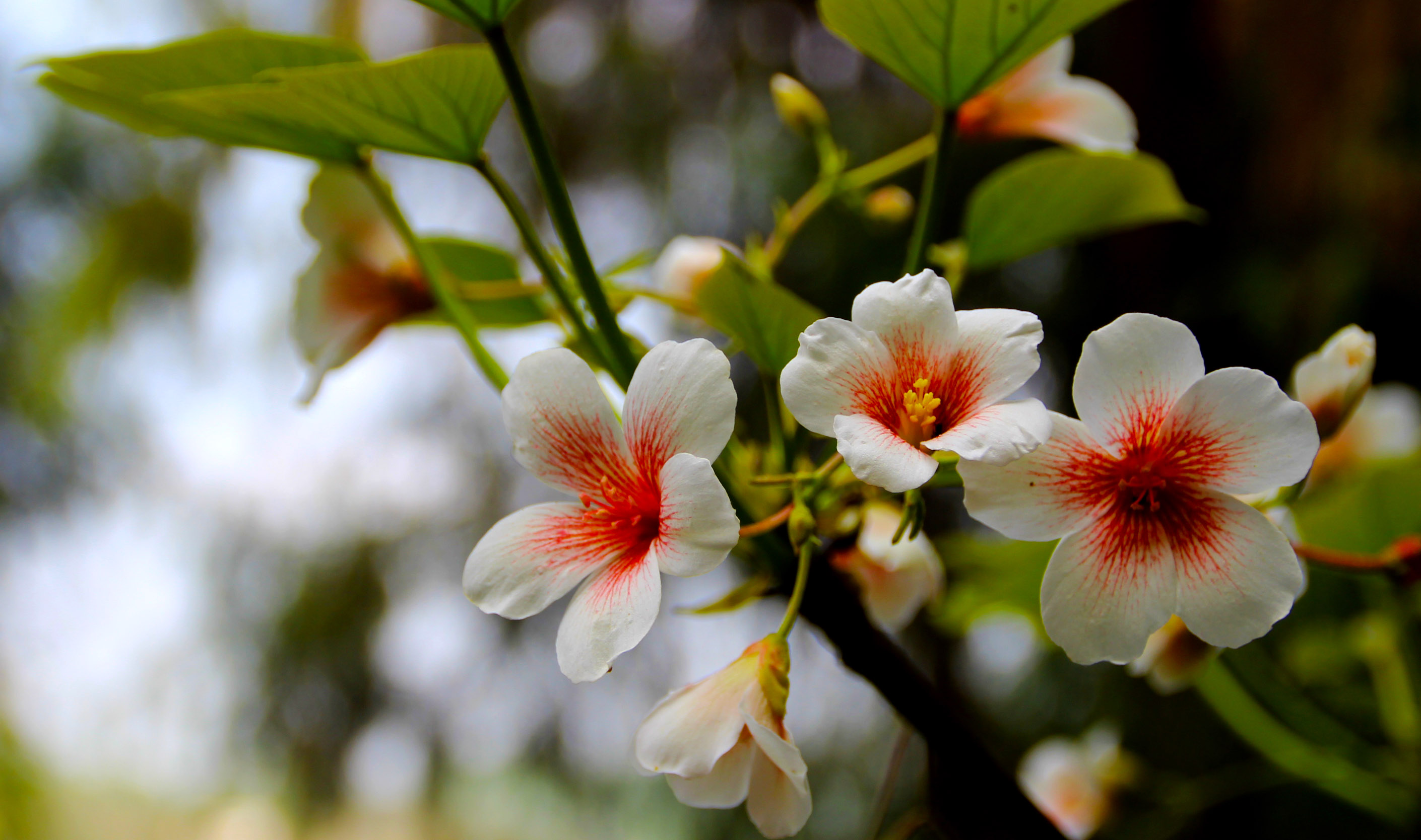 山里的桐子花