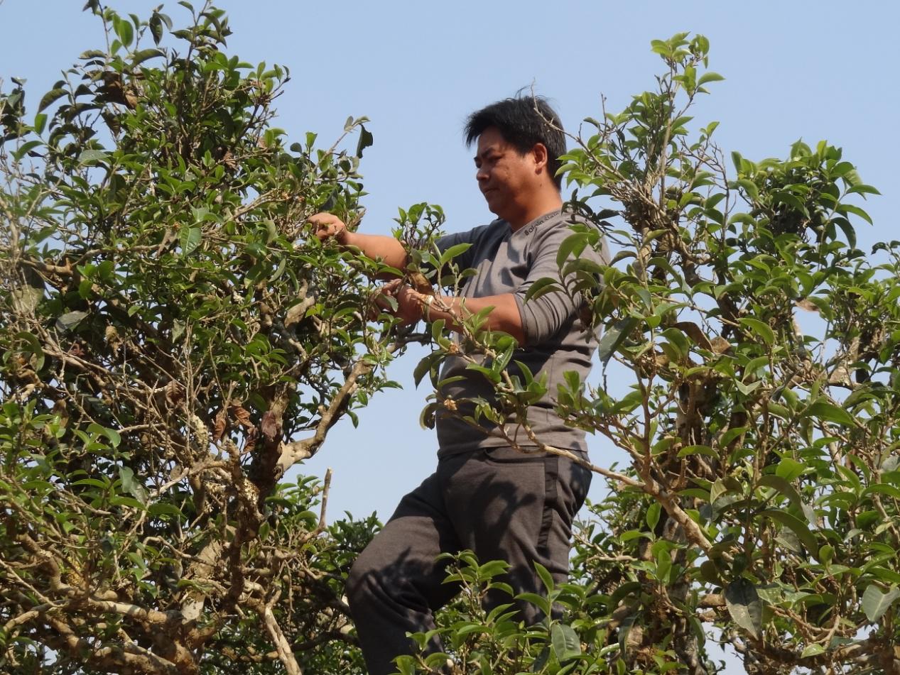 西双版纳古茶山风采篇1—巴达山