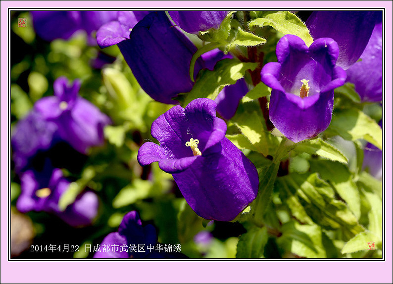 來自南美洲的——紫風鈴花