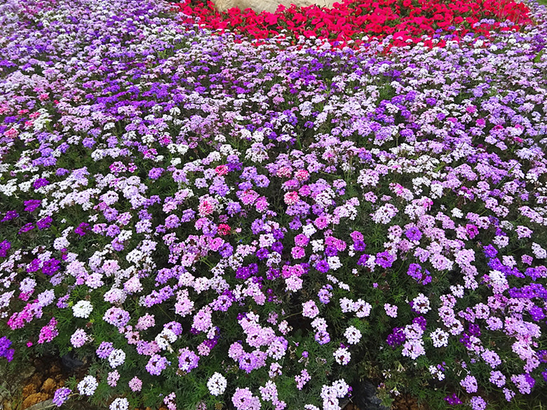 DSC07159_.jpg