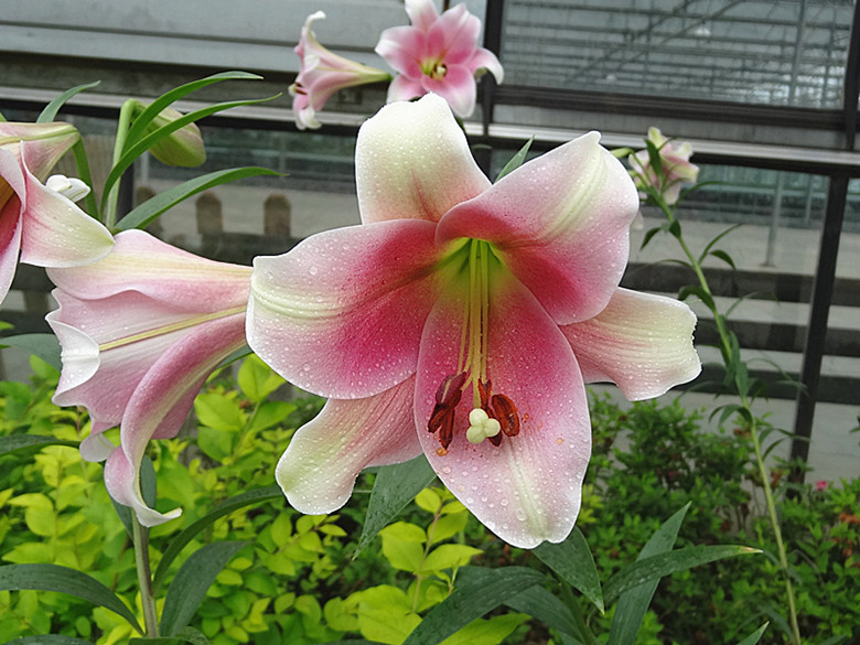 DSC07184_.jpg