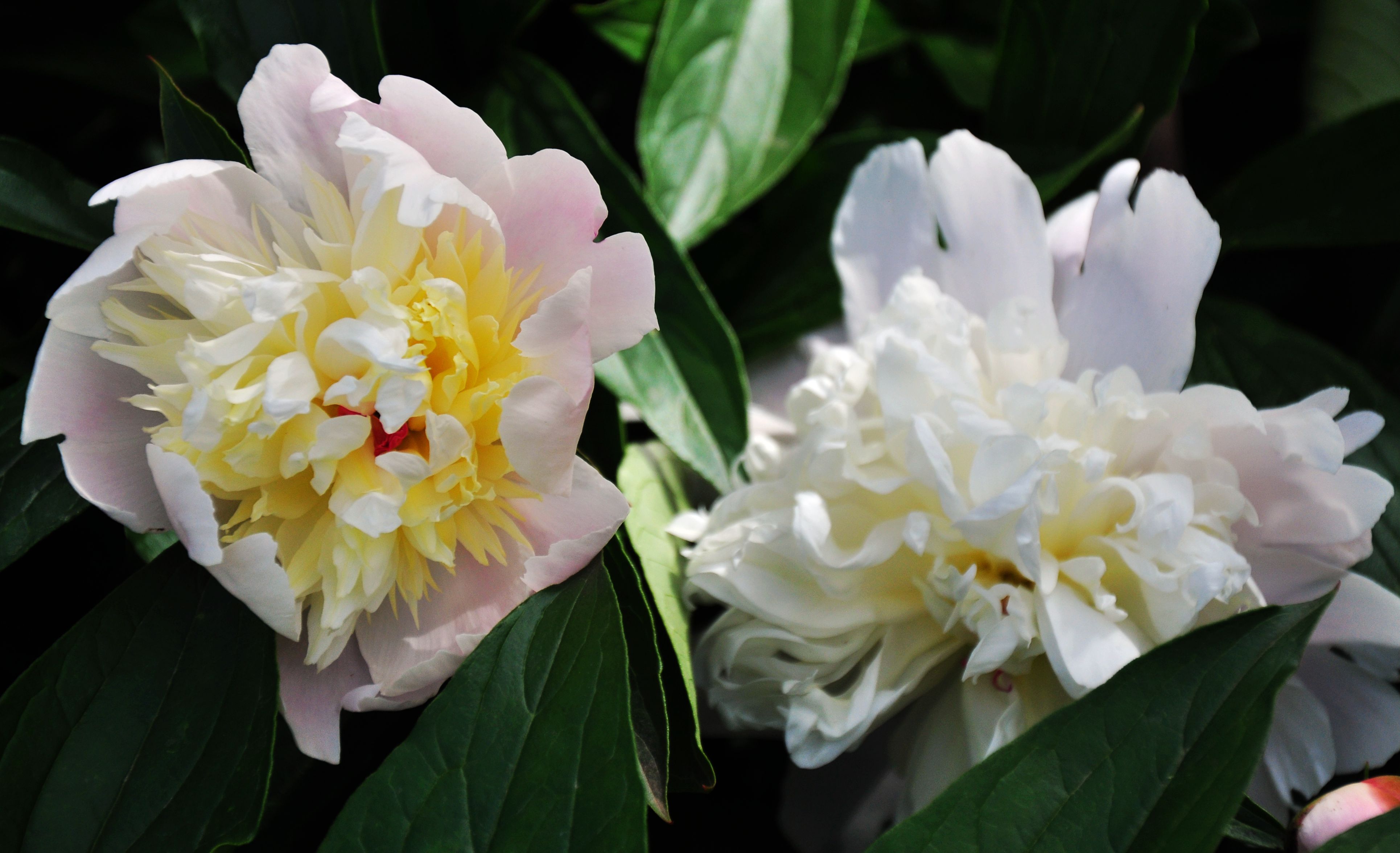 芍药花-走遍四川-麻辣社区