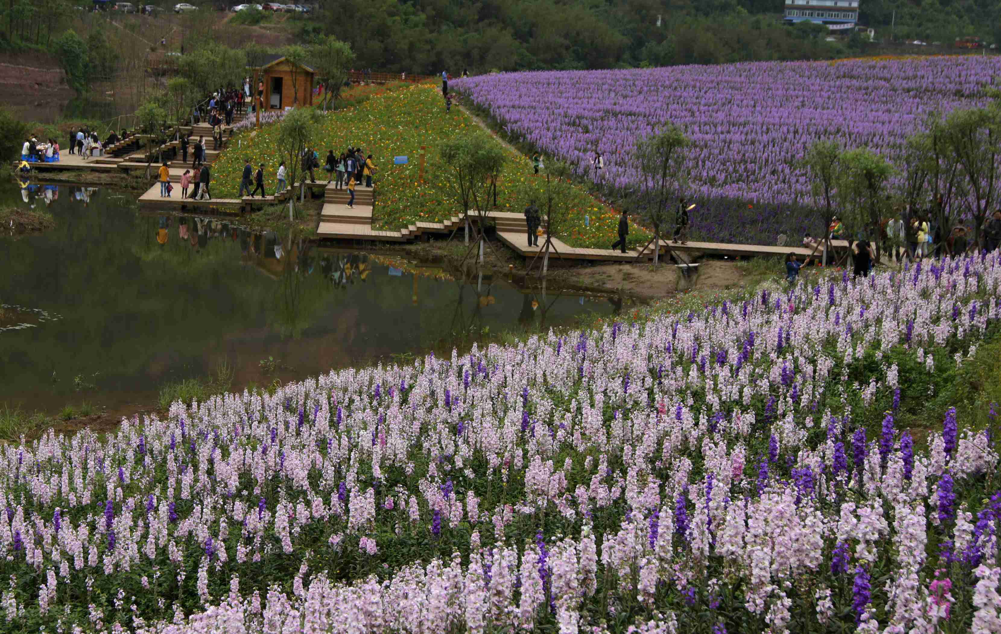 看纳溪《花田酒池》