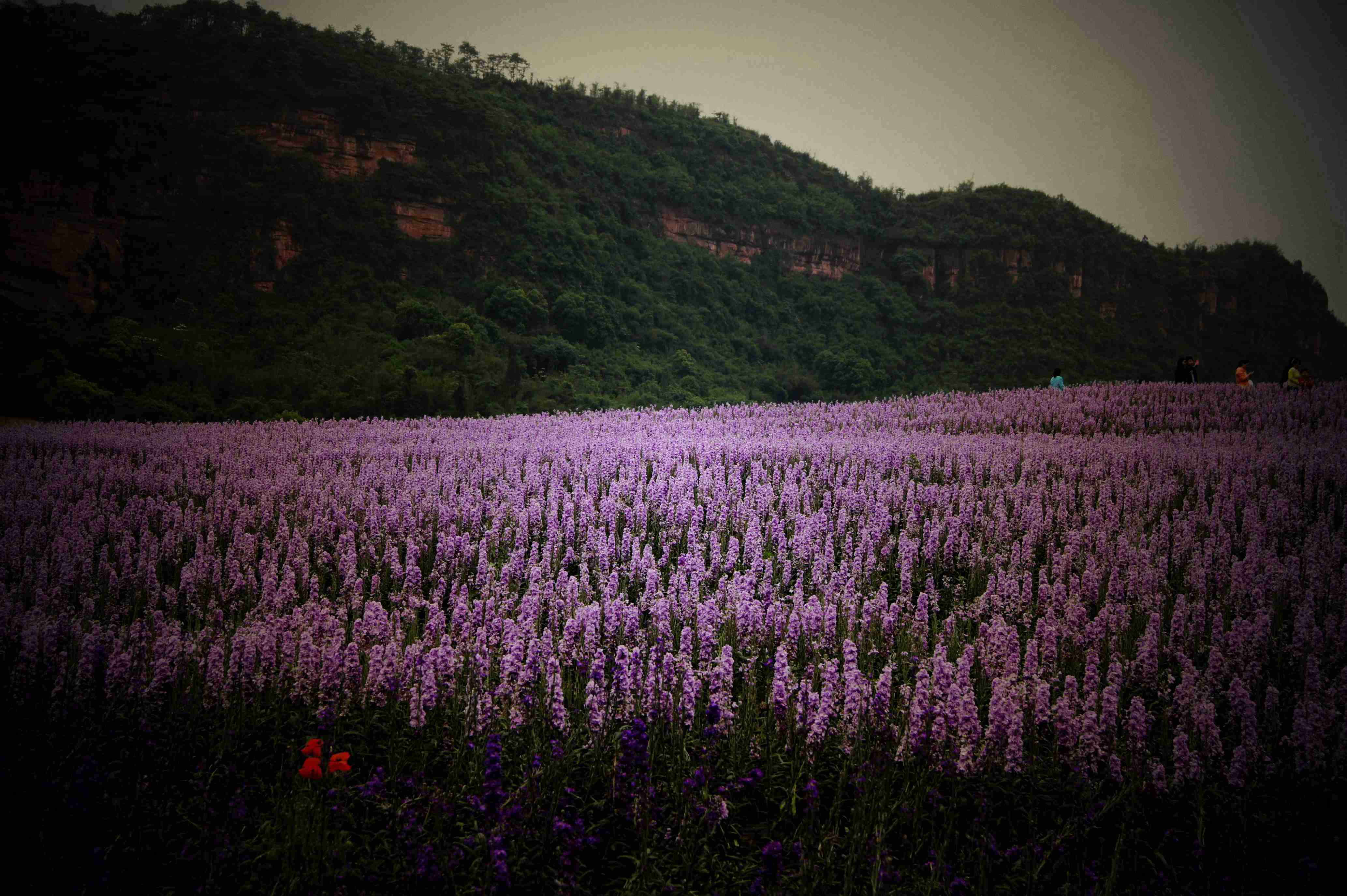 纳溪花田酒地图片