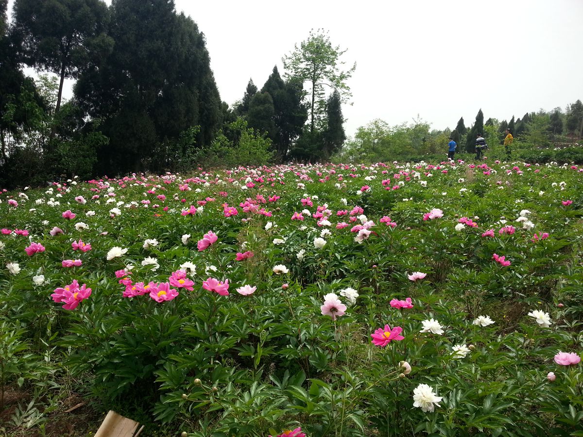 中江芍药谷惊艳芍药花