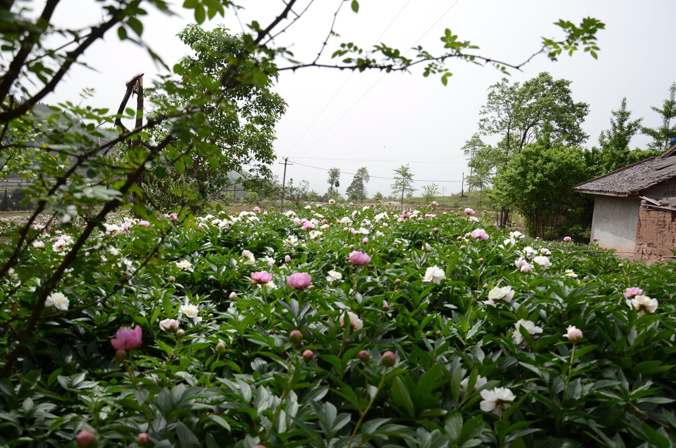 DSC_1309_.jpg