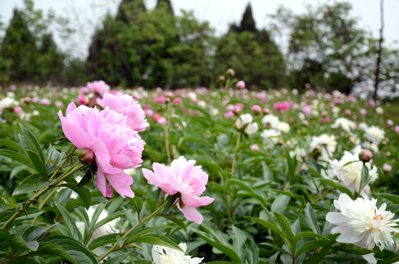 中江六松芍药图片