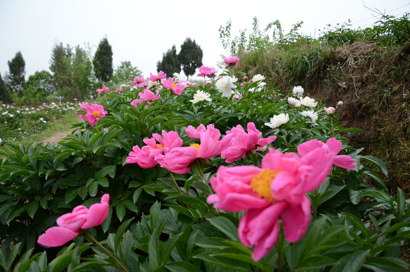 中江芍药谷惊艳芍药花