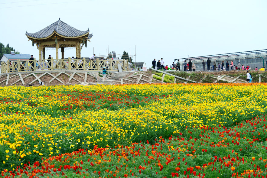 西充百科园万紫千红 五一节花海盛大开幕(图)