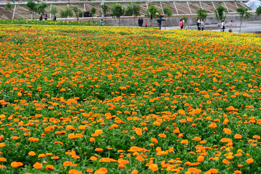 西充百科园万紫千红 五一节花海盛大开幕(图)