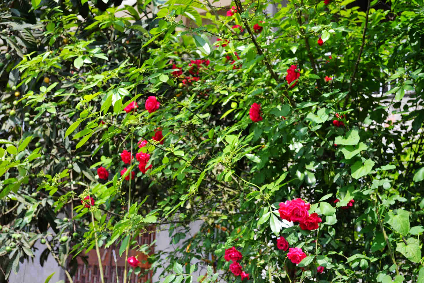 DSC_0234.JPG