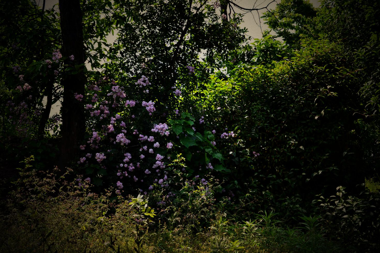 DSC_0250.JPG