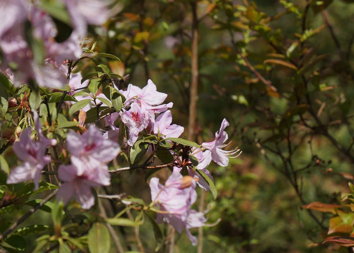 DSC06550_ - .jpg