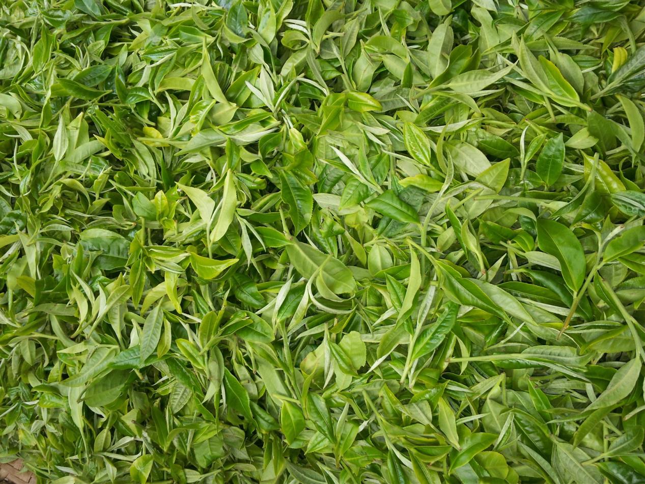 新采摘的新鲜南糯山茶叶,有淡淡的甜香味,叶片一芽两叶,芽头粗壮,叶脉