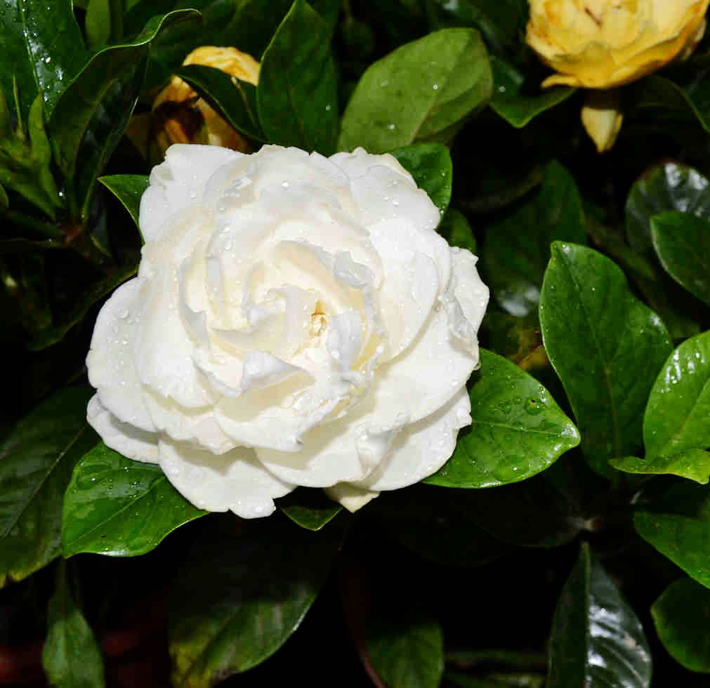 DSC_0421.JPG