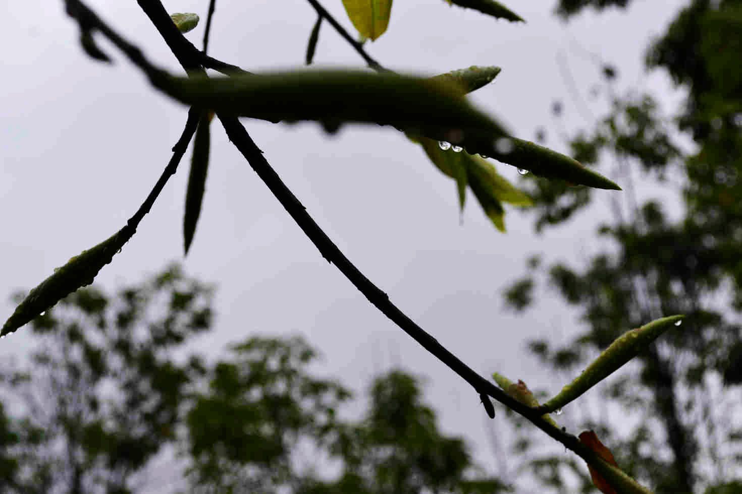DSC_0436.JPG