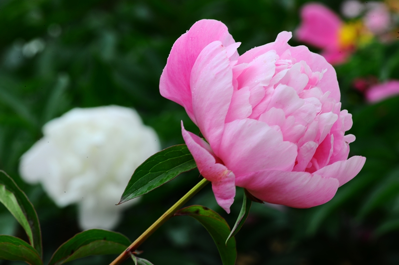 DSC_6963.JPG