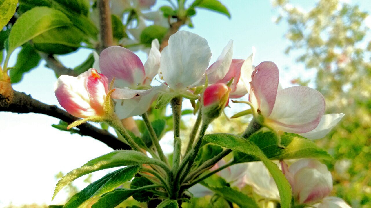 蘋果花開 淡雅芳華