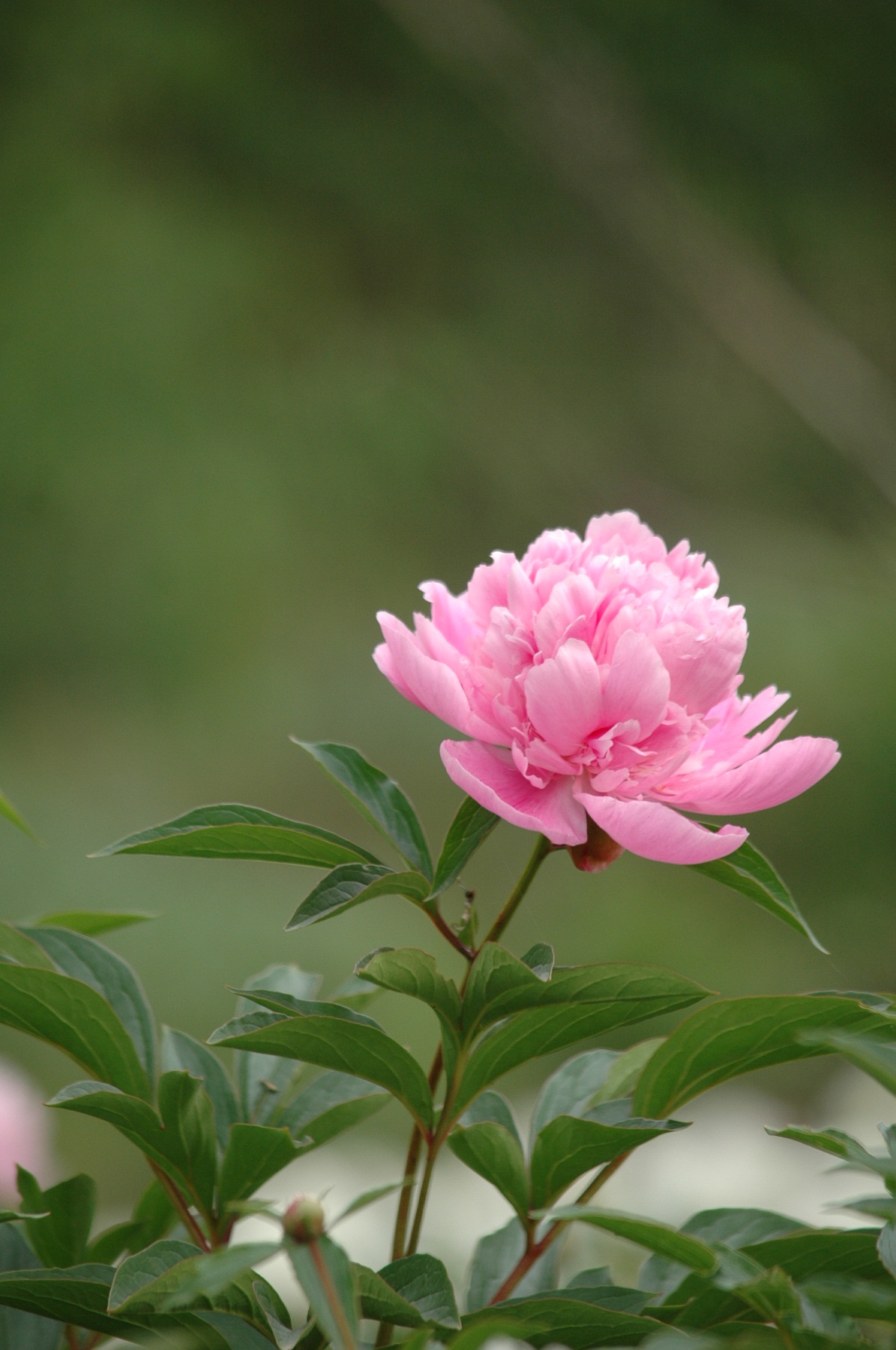 又是一年情花开~~{4月28日拍摄于中江芍药谷)