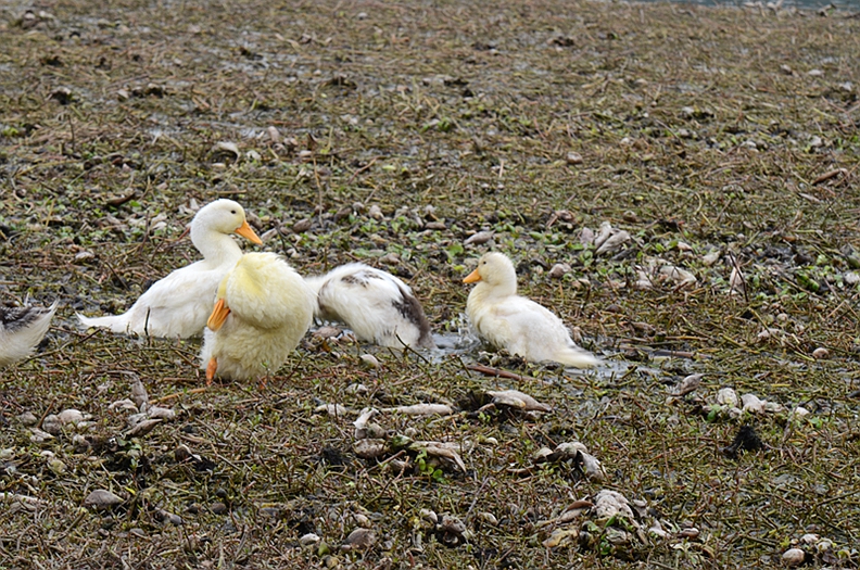 DSC_1221.JPG