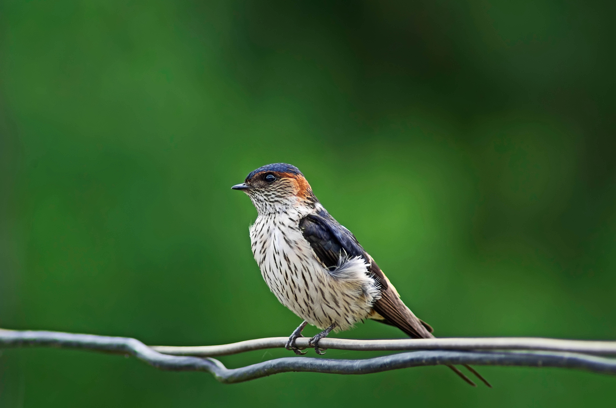 燕子飞太快,不好拍.所以.-营山论坛-麻辣社区