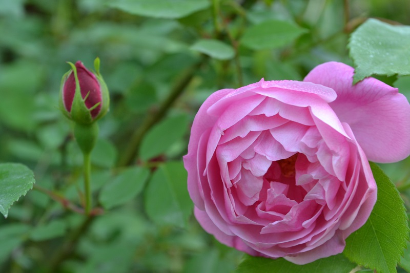 DSC_0085.JPG