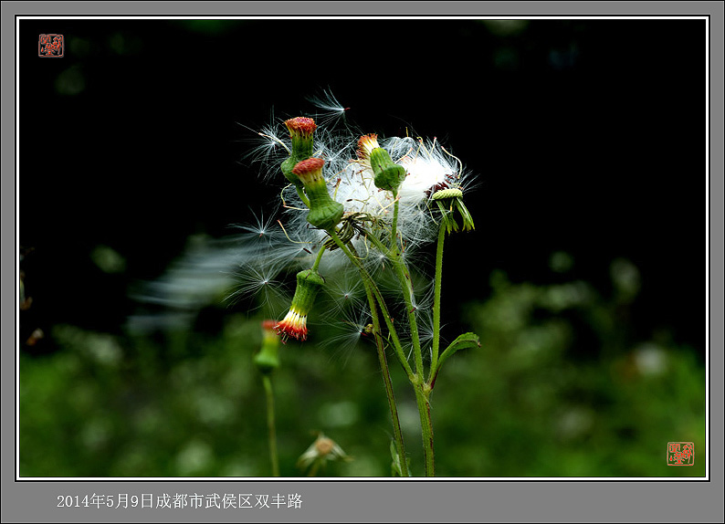ѹӢɷ (13).jpg