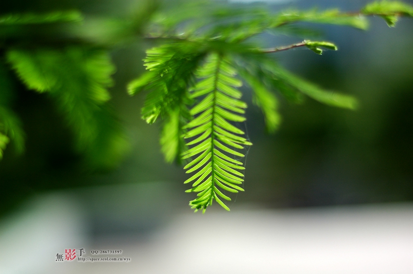 DSC_1787.jpg