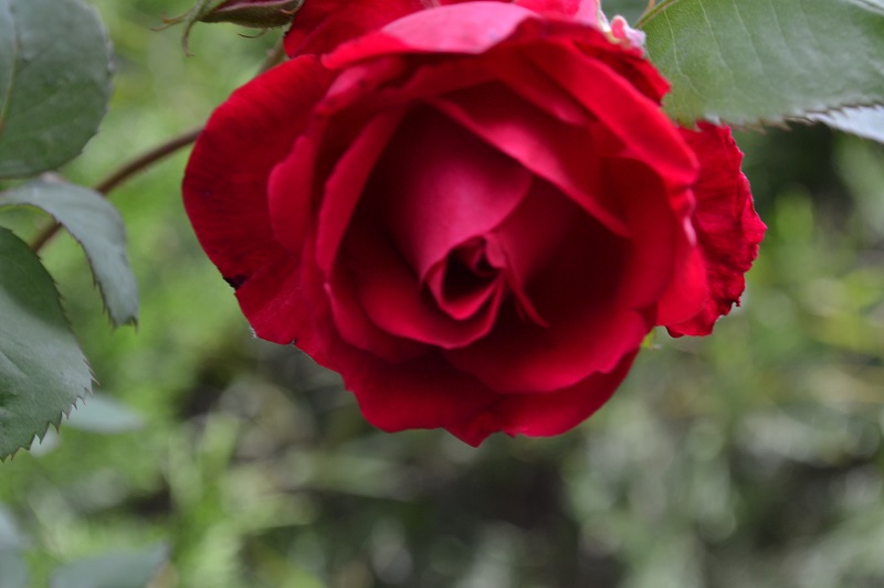DSC_0320.JPG