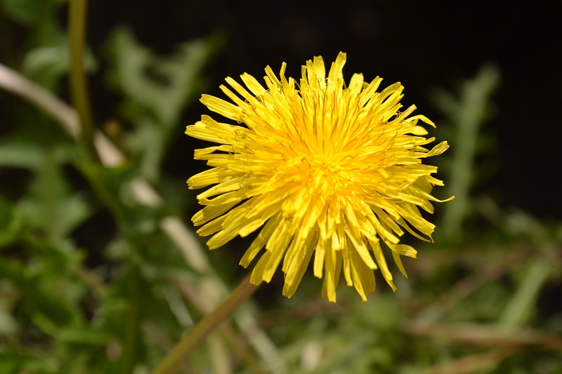 DSC_0171.JPG