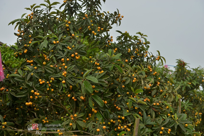 DSC_7318.jpg
