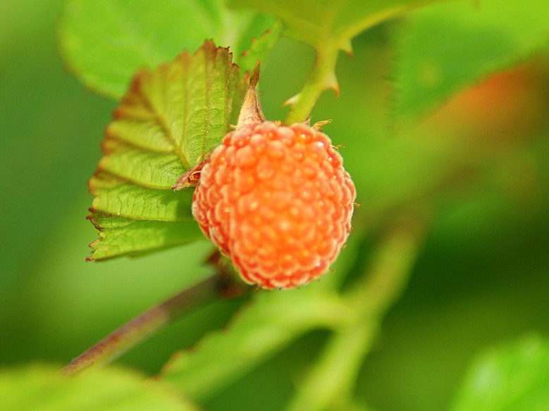 DSC01119_conew1.jpg