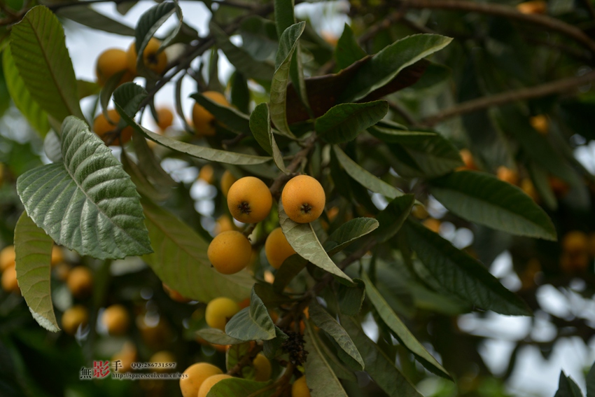 DSC_7374.jpg