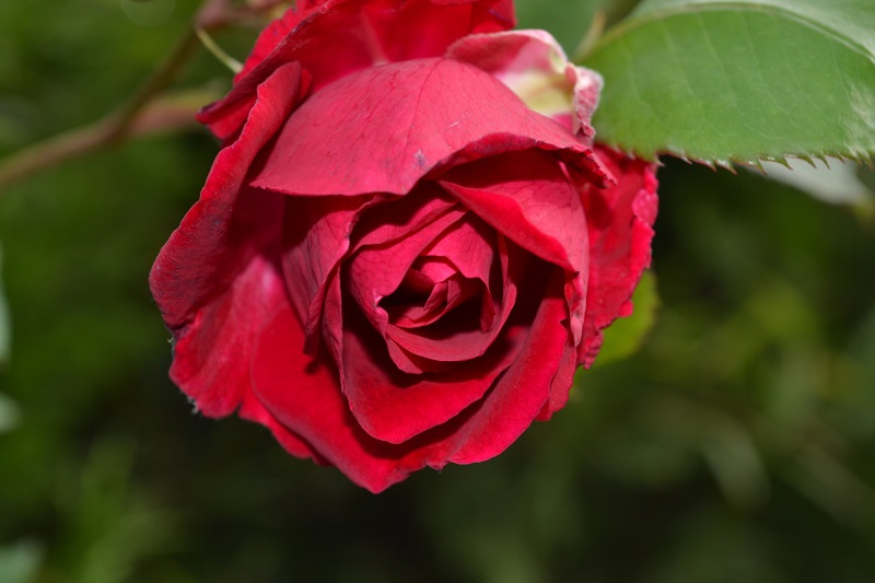 DSC_0022.JPG
