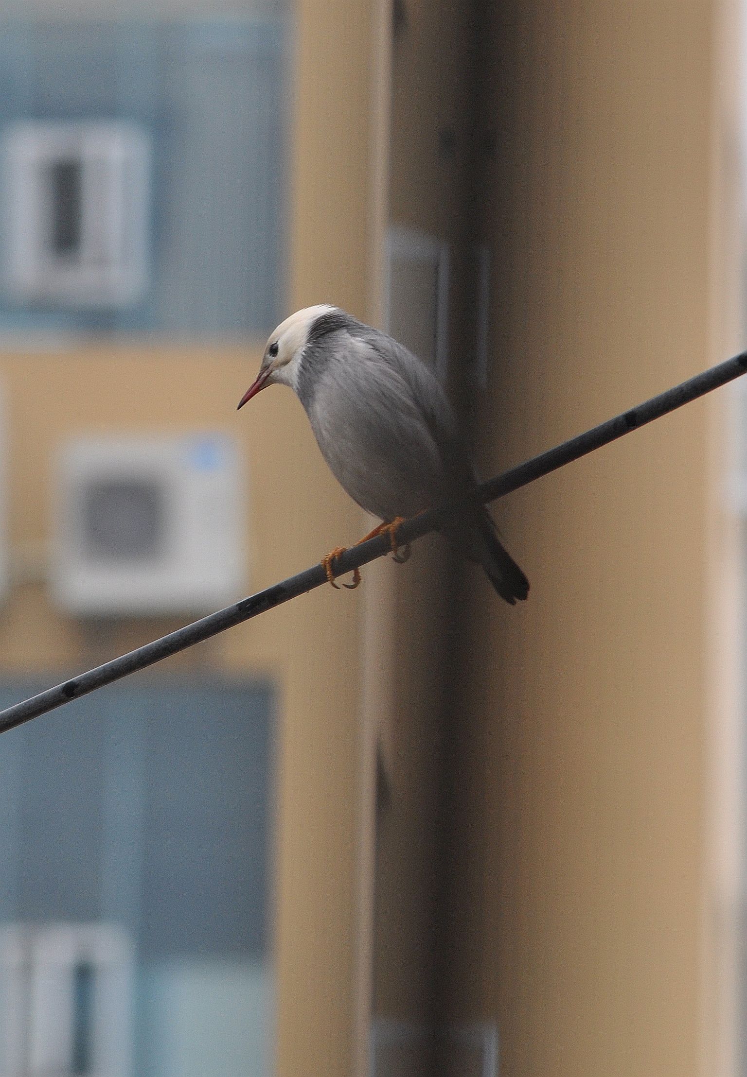 DSC_6100.JPG