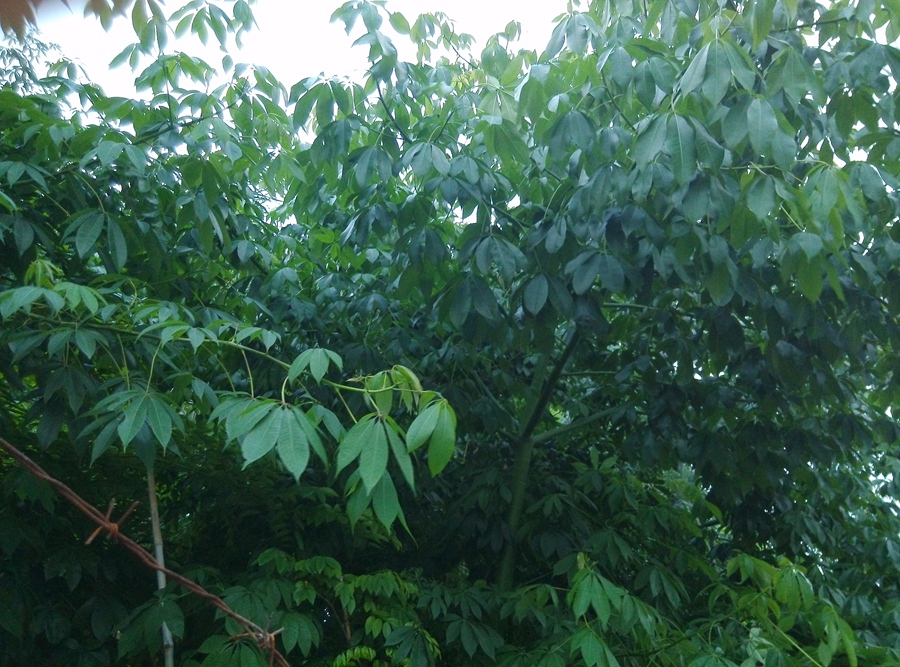 IMG_20140514_184529.jpg