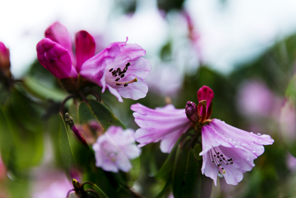 康定杜鹃花正艳