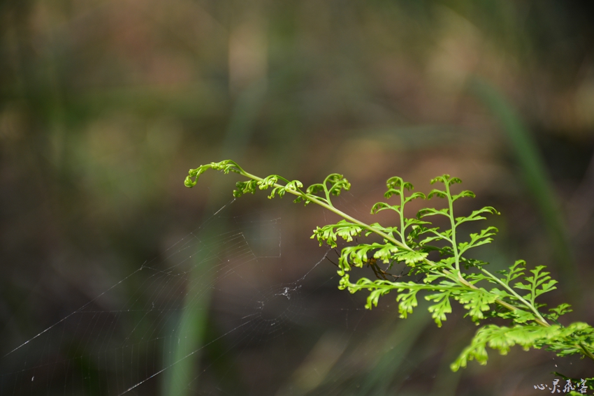 DSC_0539.jpg