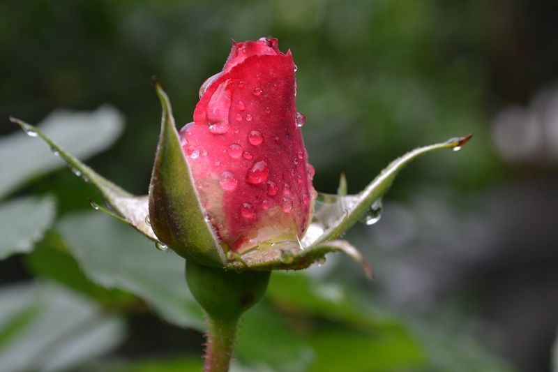 雨后拍点含苞待放的玫瑰