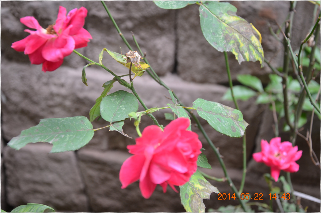 20140522 003.jpg