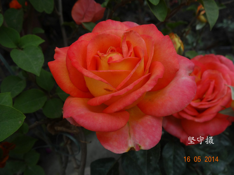 DSC08770.JPG
